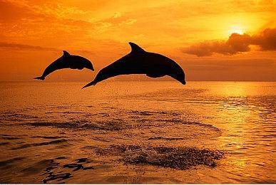 Steam《神秘海域：盗贼遗产合集》预载开启 10月19日上线